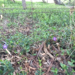 Vinca major at Mount Painter - 30 Dec 2023