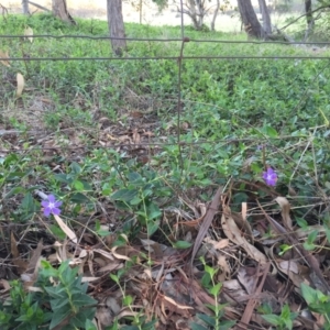 Vinca major at Mount Painter - 30 Dec 2023