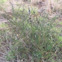 Cytisus scoparius subsp. scoparius (Scotch Broom, Broom, English Broom) at Mount Painter - 30 Dec 2023 by dwise