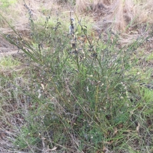 Cytisus scoparius subsp. scoparius at Mount Painter - 30 Dec 2023
