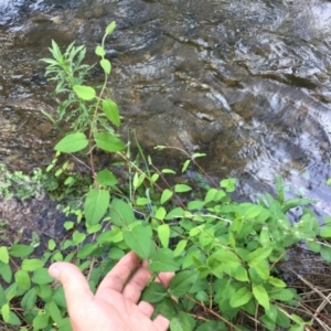 Lonicera japonica at Cotter Reserve - 28 Dec 2023