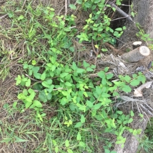 Lonicera japonica at Cotter Reserve - 28 Dec 2023