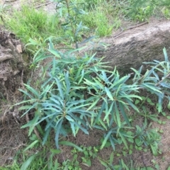 Lomatia myricoides (River Lomatia) at Cotter Reserve - 28 Dec 2023 by dwise