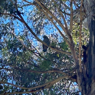 Callocephalon fimbriatum (Gang-gang Cockatoo) at Gibraltar Pines - 18 Dec 2023 by dwise