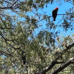 Callocephalon fimbriatum at Gibraltar Pines - suppressed