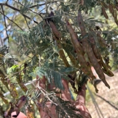 Callocephalon fimbriatum at Gibraltar Pines - 18 Dec 2023