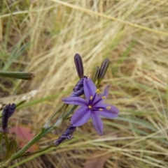 Caesia calliantha (Blue Grass-lily) at Gundaroo, NSW - 30 Dec 2022 by Thomcat