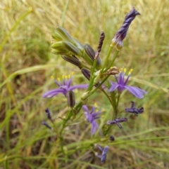 Caesia calliantha at Gundaroo, NSW - 30 Dec 2022