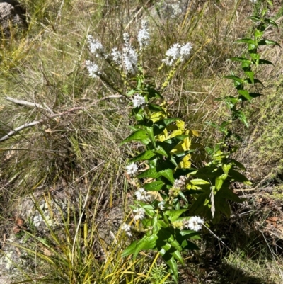 Veronica derwentiana subsp. maideniana at Gibraltar Pines - 17 Dec 2023 by dwise
