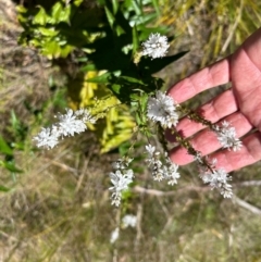 Veronica derwentiana subsp. maideniana at Gibraltar Pines - 18 Dec 2023 10:29 AM