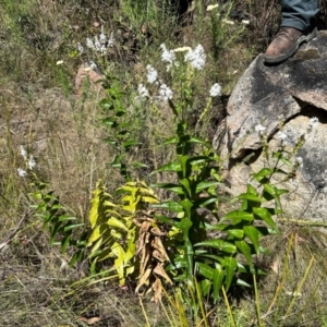 Veronica derwentiana subsp. maideniana at Gibraltar Pines - 18 Dec 2023