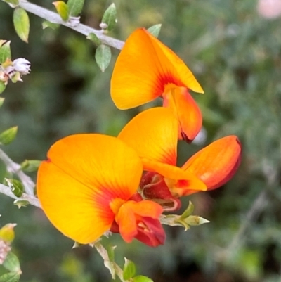 Mirbelia oxylobioides (Mountain Mirbelia) at Yarrangobilly, NSW - 29 Dec 2023 by SteveBorkowskis