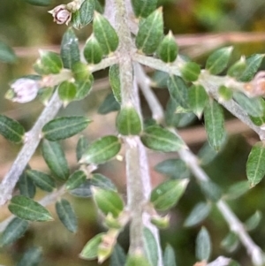 Mirbelia oxylobioides at Kosciuszko National Park - 29 Dec 2023