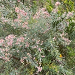 Mirbelia oxylobioides at Kosciuszko National Park - 29 Dec 2023 04:00 PM