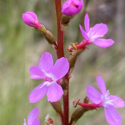 Stylidium sp. (Trigger Plant) at Yarrangobilly, NSW - 29 Dec 2023 by SteveBorkowskis