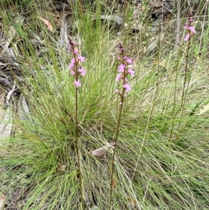 Stylidium sp. at Kosciuszko National Park - 29 Dec 2023 03:58 PM