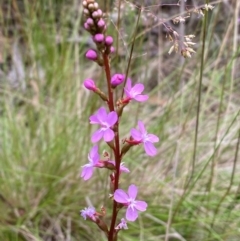 Stylidium sp. at Kosciuszko National Park - 29 Dec 2023