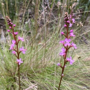 Stylidium sp. at Kosciuszko National Park - 29 Dec 2023