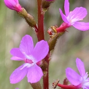 Stylidium sp. at Kosciuszko National Park - 29 Dec 2023 03:58 PM