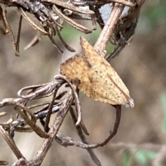 Meritastis ursina (A Tortricid moth) at Kosciuszko National Park - 29 Dec 2023 by SteveBorkowskis