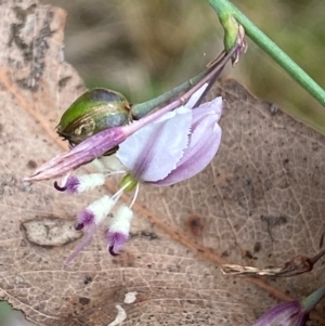 Arthropodium milleflorum at Kosciuszko National Park - 29 Dec 2023 03:52 PM