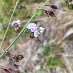 Arthropodium milleflorum at Kosciuszko National Park - 29 Dec 2023