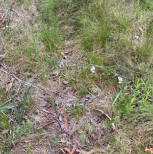 Arthropodium milleflorum at Kosciuszko National Park - 29 Dec 2023 03:52 PM