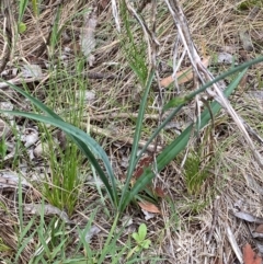 Arthropodium milleflorum at Kosciuszko National Park - 29 Dec 2023