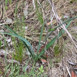 Arthropodium milleflorum at Kosciuszko National Park - 29 Dec 2023 03:52 PM