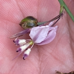 Arthropodium milleflorum at Kosciuszko National Park - 29 Dec 2023