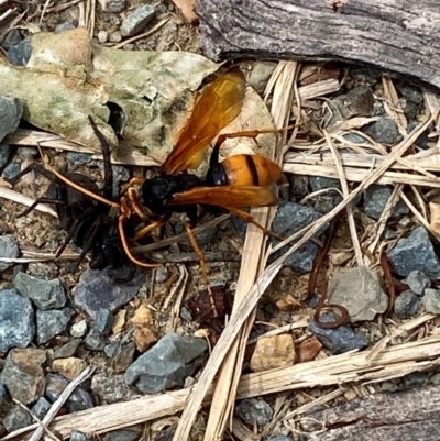 Cryptocheilus australis (Golden spider wasp) at Kosciuszko National Park - 29 Dec 2023 by SteveBorkowskis