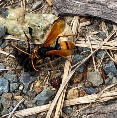 Cryptocheilus bicolor (Orange Spider Wasp) at Kosciuszko National Park - 29 Dec 2023 by SteveBorkowskis