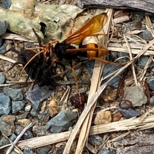 Cryptocheilus bicolor at Kosciuszko National Park - 29 Dec 2023