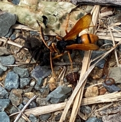 Cryptocheilus bicolor at Kosciuszko National Park - 29 Dec 2023