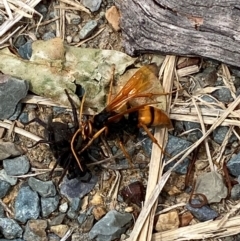 Cryptocheilus bicolor at Kosciuszko National Park - 29 Dec 2023