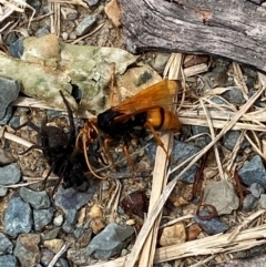 Cryptocheilus bicolor at Kosciuszko National Park - 29 Dec 2023