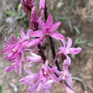 Dipodium roseum at Kosciuszko National Park - 29 Dec 2023