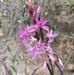 Dipodium roseum at Kosciuszko National Park - 29 Dec 2023