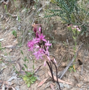 Dipodium roseum at Kosciuszko National Park - 29 Dec 2023