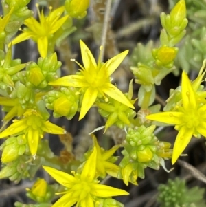 Sedum acre at Kosciuszko National Park - 29 Dec 2023 02:44 PM