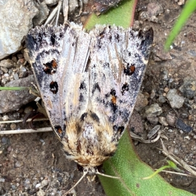 Proteuxoa sanguinipuncta (Blood-spotted Noctuid) at Kosciuszko National Park - 29 Dec 2023 by SteveBorkowskis