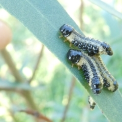 Paropsis atomaria (Eucalyptus leaf beetle) at Flea Bog Flat to Emu Creek Corridor - 1 Jan 2024 by JohnGiacon