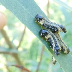 Paropsis atomaria at Emu Creek Belconnen (ECB) - 1 Jan 2024