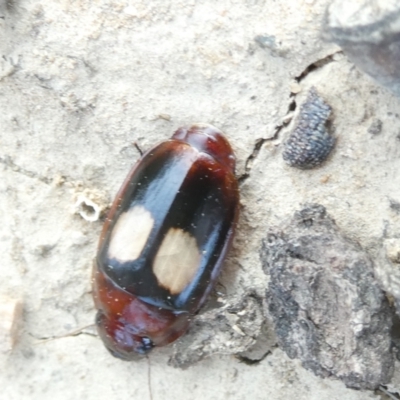 Sphallomorpha ruficollis (A ground beetle) at Flea Bog Flat to Emu Creek Corridor - 1 Jan 2024 by JohnGiacon