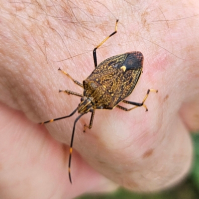 Poecilometis strigatus (Gum Tree Shield Bug) at QPRC LGA - 1 Jan 2024 by MatthewFrawley