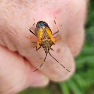 Poecilometis strigatus at QPRC LGA - 1 Jan 2024