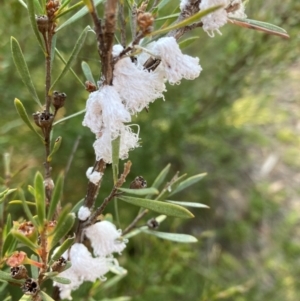 Callococcus acaciae at Flea Bog Flat to Emu Creek Corridor - 1 Jan 2024