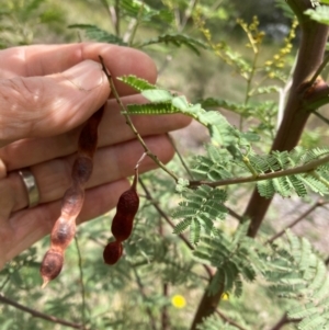 Acacia parramattensis at Emu Creek Belconnen (ECB) - 1 Jan 2024