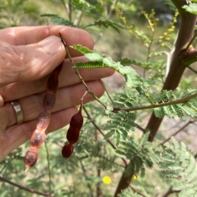 Acacia parramattensis (Parramatta Green Wattle) at Emu Creek Belconnen (ECB) - 1 Jan 2024 by JohnGiacon