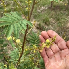 Acacia parramattensis at Emu Creek Belconnen (ECB) - 1 Jan 2024